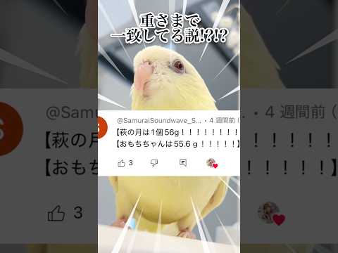 【検証】萩の月に似過ぎてるインコ、重さまで一致してるって本当？【サザナミインコ】