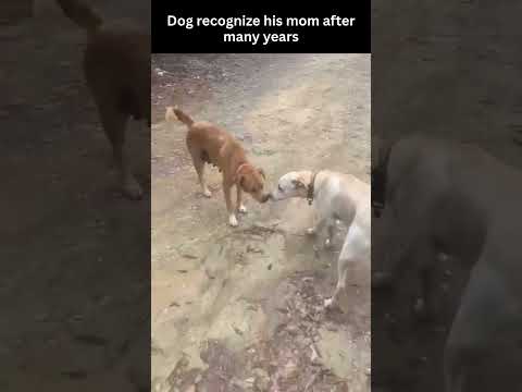 Mom and Son Relationship is Universal