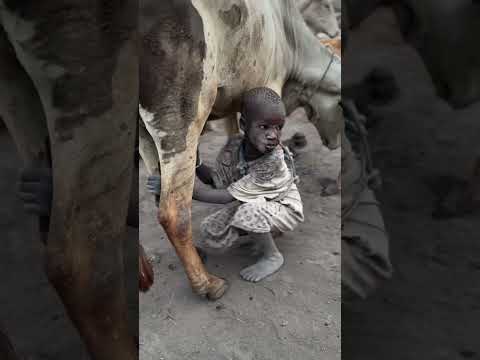 Why don't tribals send milk