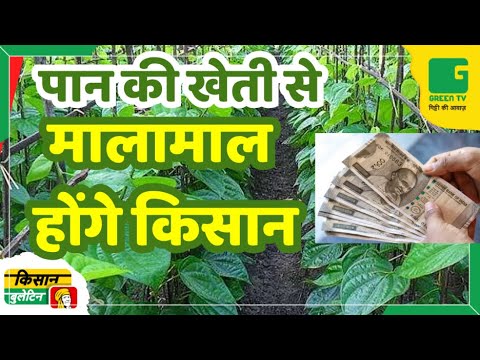 किसान पान की खेती से हो सकते हैं मालामाल | Kisan Bulletin | 06-03-2025