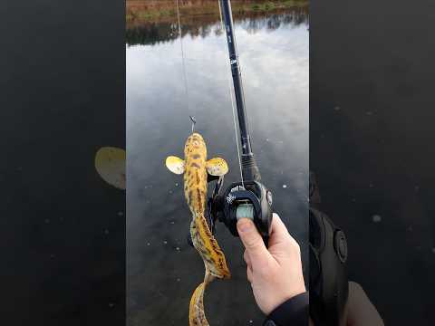 Savage Gear Line Thru Burbot 36cm #shorts #fishing #savagegear #burbot #fish #predatorfishing #pike