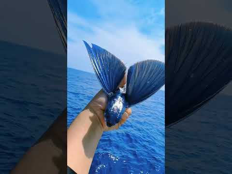 Ikan Terbang Kabur ke Atas Dimakan, Turun ke Bawah Disergap