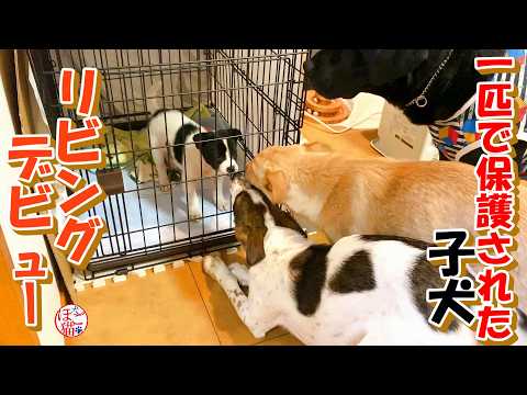 【子犬　保護】ひとりぼっちで保護された子犬いよいよリビングデビュー！