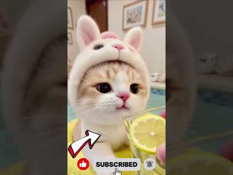 Penggemar Roma Kelapa #cat #kucinglucu #shortsviral #short #shortvideo #kucing
