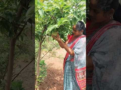 బెల్లం బువ్వ కన్నా తియ్యగా ఉంటాయంట#shortvideos #song #video #viral#viralvideos