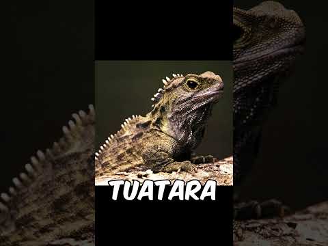 ANIMAIS QUE VIVEM POR MAIS TEMPO NO PLANETA TERRA 馃槺 #shorts