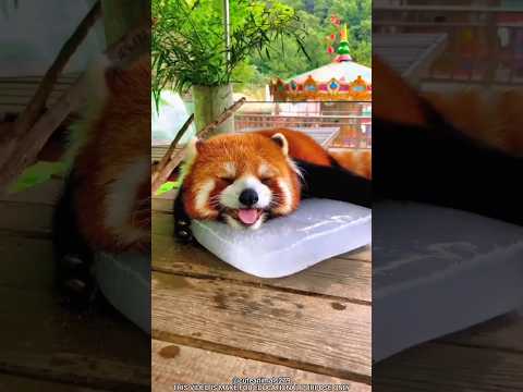Why are red pandas given ice Blocks?