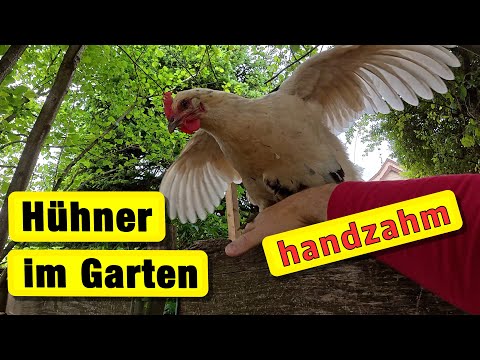 Handzahme Hühner halten | Blattläuse | Pflanzentausch | Room-Tour