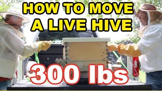 Beekeeping: How To Move A Hive By Yourself
