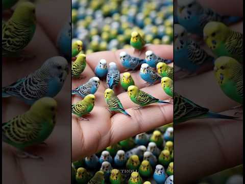Small To Big Animal Transformation !