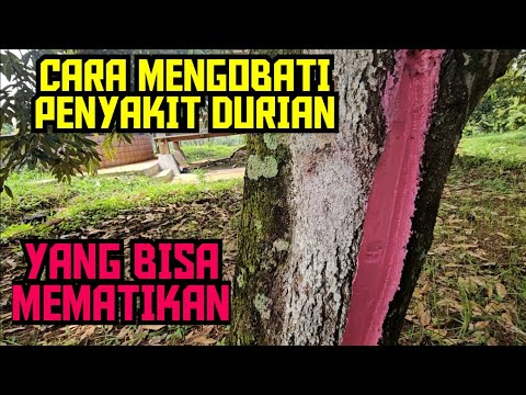 🟠🟠 CARA PENGOBATAN PENYAKIT BATANG DURIAN CES PLENG 💯🌳