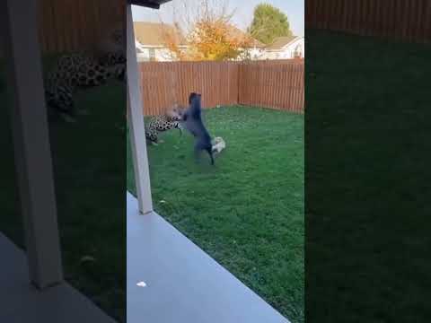 OMG! Woman SCREAMS as Dog Attacks Leopard in Backyard! ๐ฑ#shorts