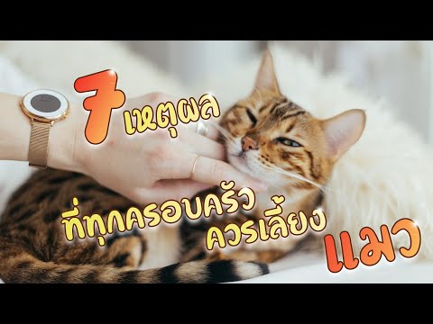 7เหตุผลที่ทุกครอบครัวควรเลี้ยงแมว++:ChubbyCat