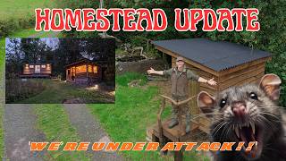 WILDLIFE HOMESTEAD UPDATE- JUNGLE CLEARANCE- SERIOUS RAT PROBLEM
