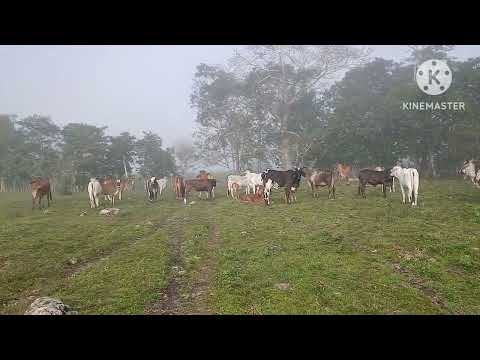 Herraduras Rancho El Milagro y Hermanos 🤠🐄🐄