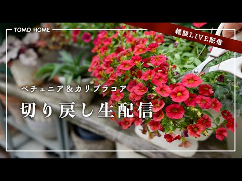 【8/15 21:30〜】参加型 園芸◯✕クイズで視聴者を怖がらせましょう！【雑談生配信】