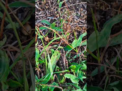 Cri Cri Cri Toamnă Gri    #wildlife #wildanimals #nature #naturephotography