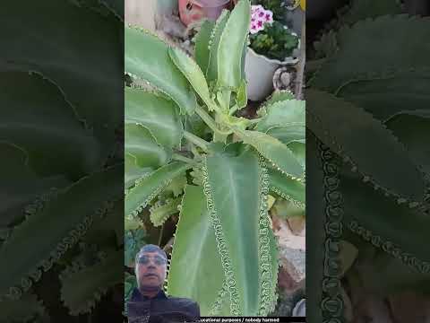 how to forming #plants #nature #agriculture #miniplant #plantation #amazingcraft #facts #gardening