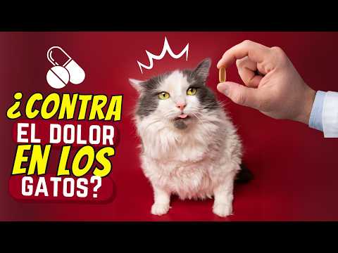 ¿Puedo darle medicina de humanos a mi gato?