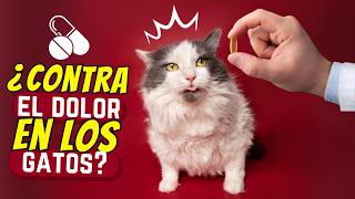 ¿Puedo darle medicina de humanos a mi gato?
