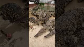 How can you become a good crocodile breeder First of all, you have to start by feeding the crocodile