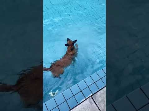 Belgian Malinois swimming and Catch Fish #shepherd #doglover #dogtraining #dog #puppy #malinois