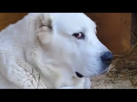 Central Asian Shepherd Dog Breed With Puppies 😍