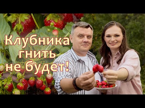 Клубника гниет на кусту ЧТО ДЕЛАТЬ