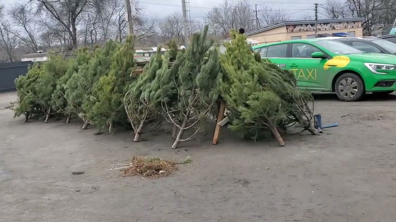 Купил маме лекарства и живую елку