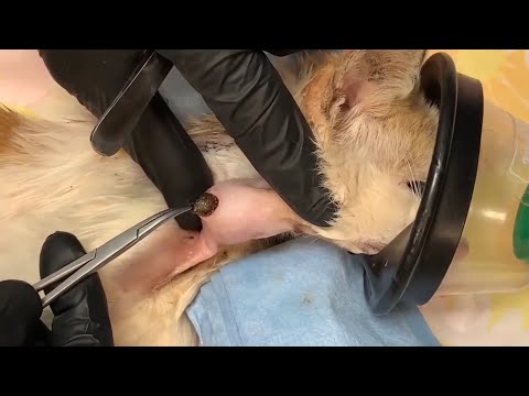 Removing A Big Foxtail From Dog #804