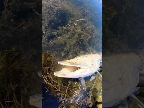 I fished for BIG pike