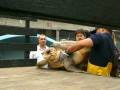 Animal Rescue and Rehabilitation Insights