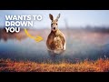 Understanding Kangaroos and Their Ecosystem