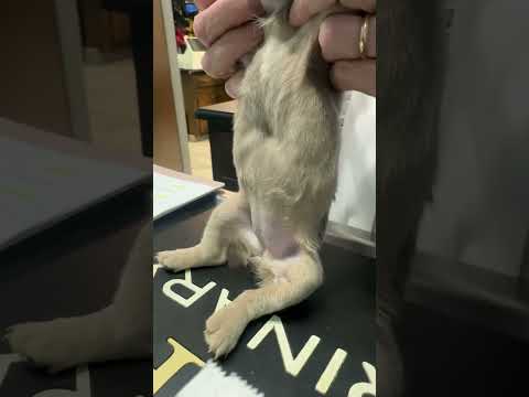 Defects and puppies can cause damage”