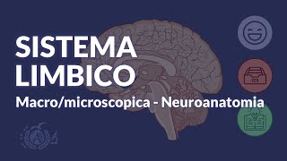 SISTEMA LIMBICO - Configurazione macro/microscopica - Neuroanatomia