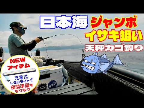 日本海遠征 脂ノリノリのジャンボ イサキを天秤カゴ釣りで狙う! 海の中はイサギでいっぱい! NEWアイテム 充電式LEDライトのご紹介 ミニボート ポータボート イサキ釣り 天秤仕掛け カゴ天秤仕掛け