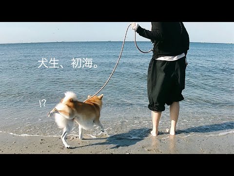 【うちの子記念日】愛犬に“はじめて”をプレゼント🪼🫧もつにが家族になって、3年が経ちました。|ポメ柴との暮らし|海デビュー|