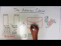Understanding Taxes and Colonial America