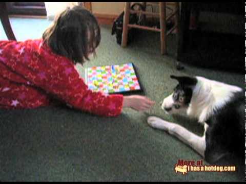 Border Collie Rolls The Die