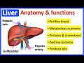 Functions and Roles of the Liver