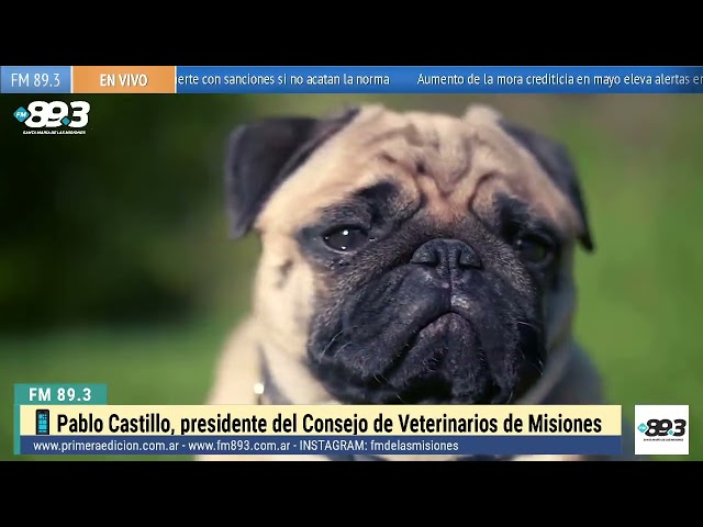Pablo Castillo, presidente del Consejo de Veterinarios de Misiones, aborda el aumento de mordeduras de perros en Argentina, con más de 100 casos diarios, mayormente leves. Destaca que los niños son los más afectados y que la responsabilidad recae en los tutores. Insiste en la importancia de la tenencia responsable, la vacunación antirrábica y la prevención mediante confinamiento y educación. Señala que muchos accidentes ocurren por instinto animal y pueden evitarse con adiestramiento y conciencia ciudadana 🧠🐾.#TenenciaResponsable #PrevenciónAnimal #SaludPública✅ ¡Sintoniza la FM 89.3 para escuchar a Marcelo Giménez, Lodi Caballero junto a Ángel Miño en EL AIRE DE LAS MISIONES! 🗣️ Con sus voces y estilos únicos, te mantendrán entretenido e informado con noticias, música y entrevistas interesantes.Producción Patricia Flores.Operación Técnica: Nicky ZalazaGR
