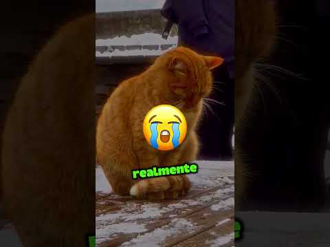 Reacción Emocional del Padre en la Revelación de Género 💖👶