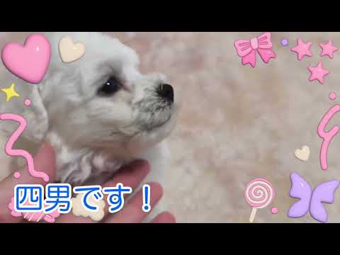 ビションフリーゼ4兄弟!