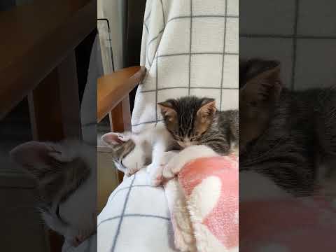 えっそんな急に寢る? #cat #kitten #子ネコ #gatto #猫のいる暮らし #好きな子猫 #cat#kitty #cutecat #保護猫 #pets #ねこ #子猫 #エウレカねこ部