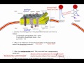 Exploring the Plasma Membrane in IB Biology