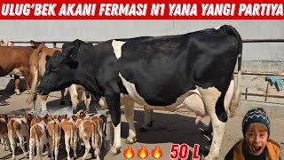 😱 Ulug'bek Akani FERMASI 50 L Sut Beradigan Sigirlar 24 Bosh Simental Buzoqlar Keldi 