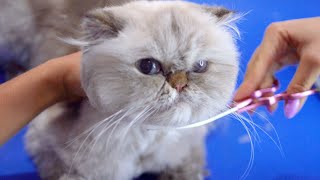 This cute kitten will surprise us with how lovable she is!!! 😻🛁✂️❤️