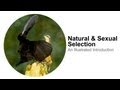 Natural and Sexual Selection in Evolution
