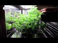 Plant Research and Growth in Space