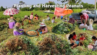 Rural Life - Planting and Harvesting Peanuts Traditionally